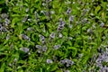 Leaves and flowers of the true peppermint, Mentha piperita, in summer, Bavaria, Germany, Europe Royalty Free Stock Photo